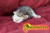 uschi5_small.jpg