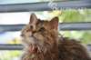 utha11086_small.jpg