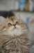 utha23juillet68_small.jpg