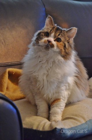 dsc_0611.jpg