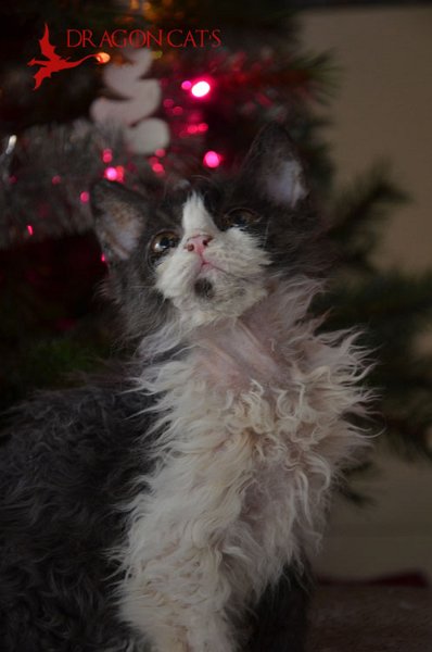 DSC_7487.jpg