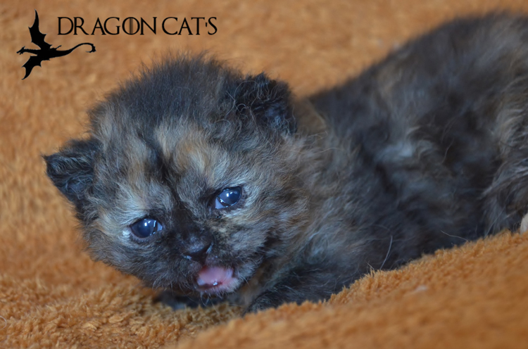 Sansa-20.03.2021-1.jpg
