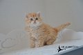 Mushu-16-(29)