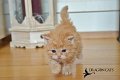 Sandor-02.04.21-07