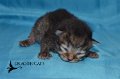 Femelle-2-Non-Rex-23.02-(2) - Copie